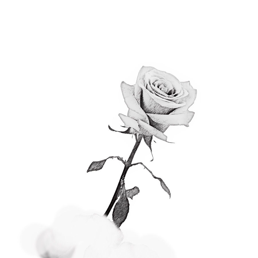 Rose 2